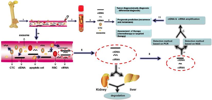 The new horizon of liquid biopsy in sarcoma: the potential utility of  circulating tumor nucleic acids