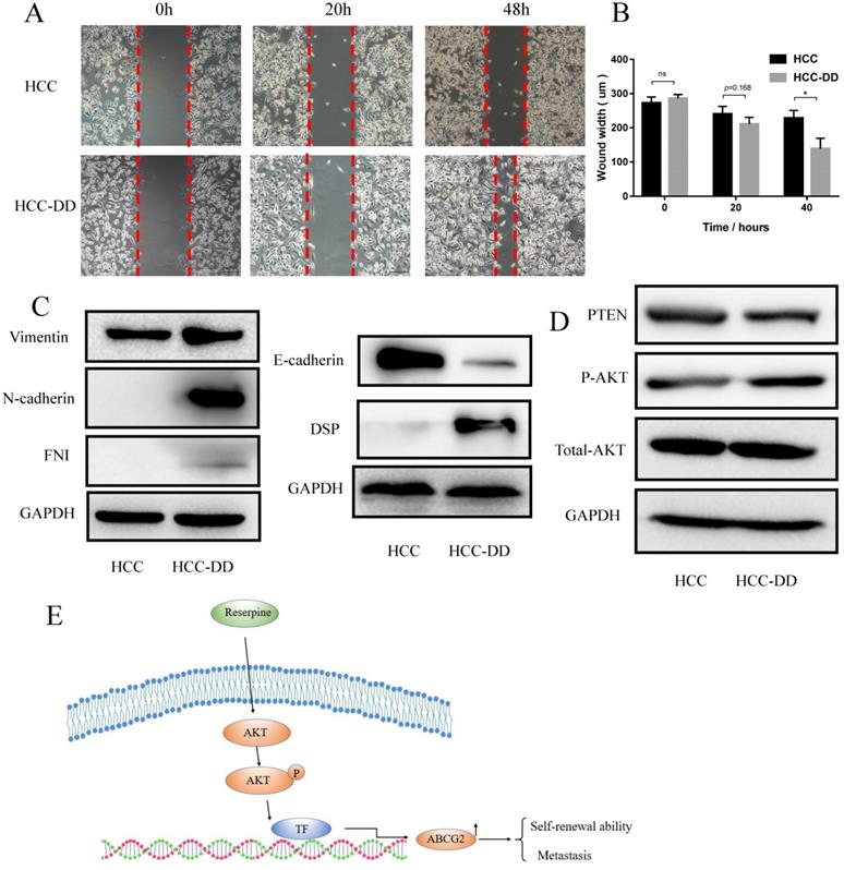 J Cancer Image