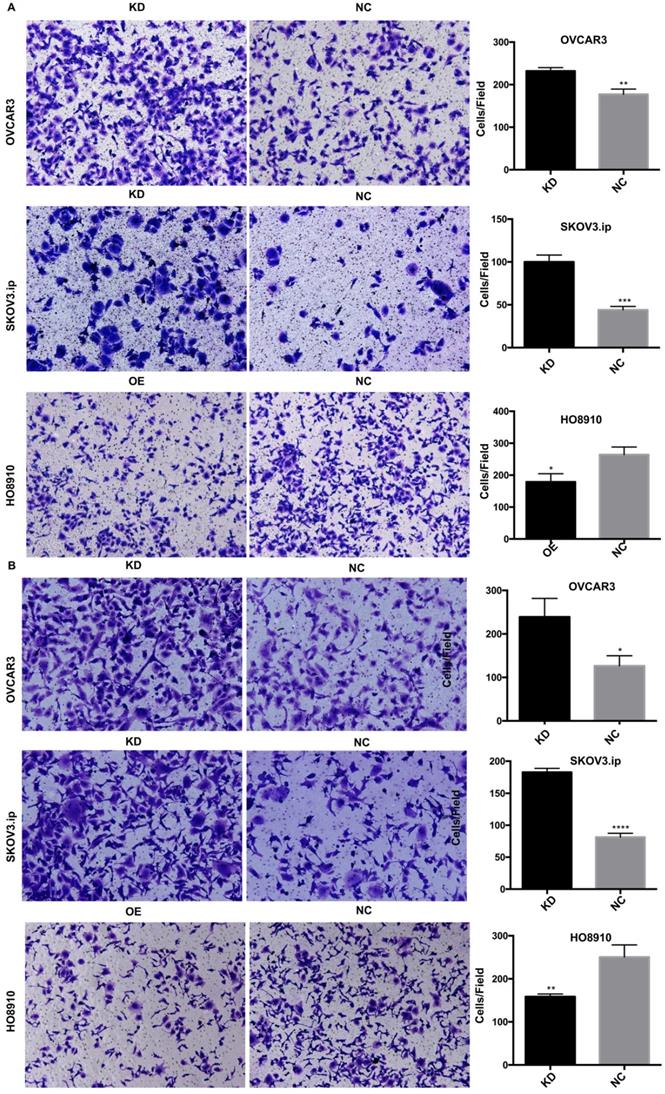 J Cancer Image