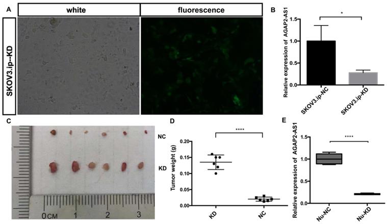 J Cancer Image