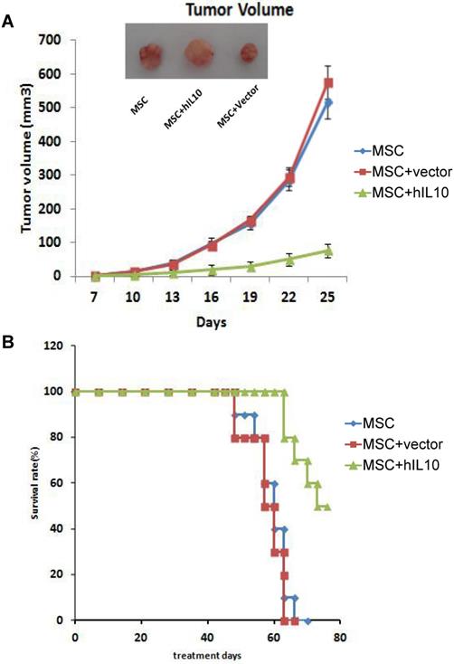 J Cancer Image