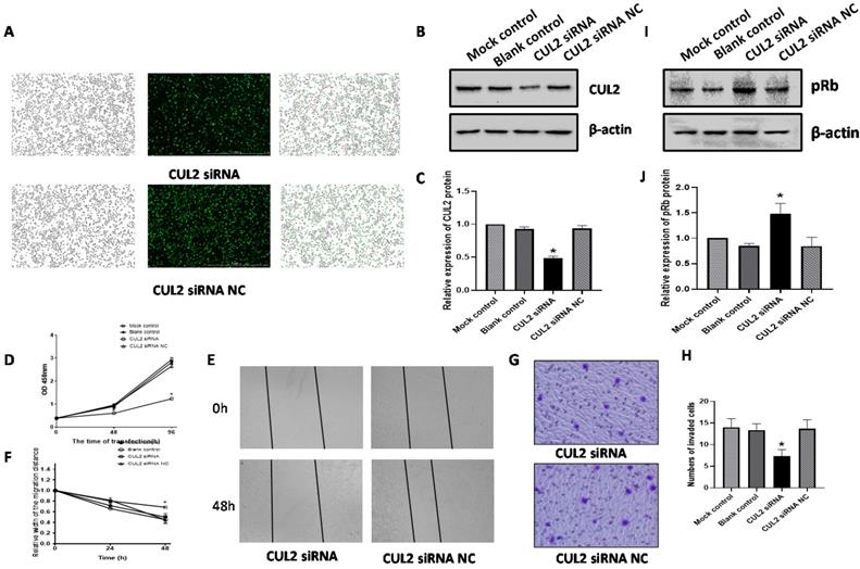 J Cancer Image