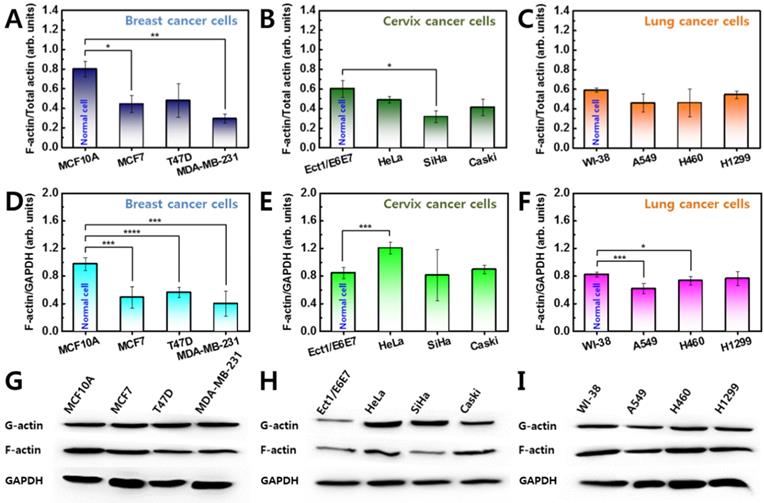 J Cancer Image