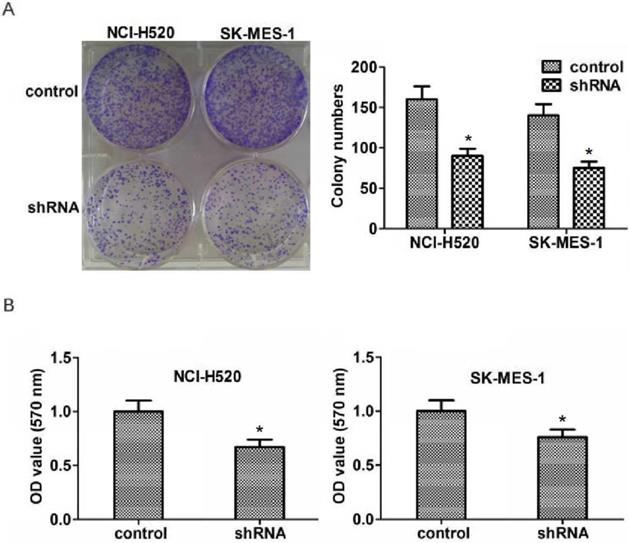 J Cancer Image