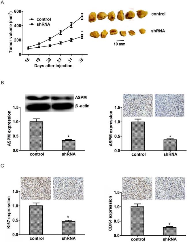 J Cancer Image