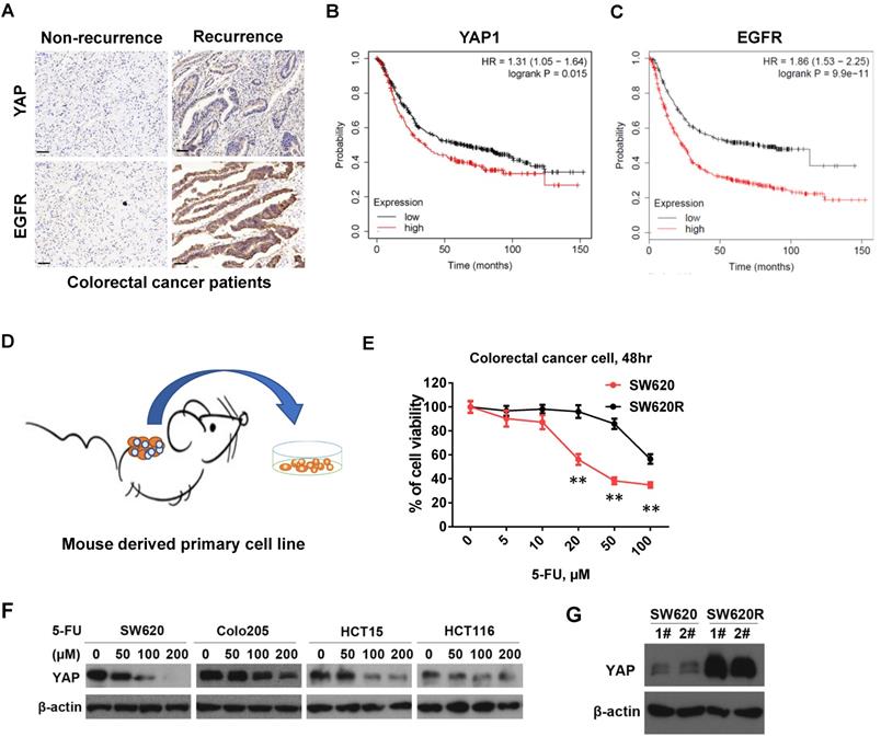 J Cancer Image