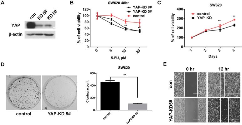 J Cancer Image