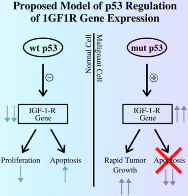 J Cancer Image