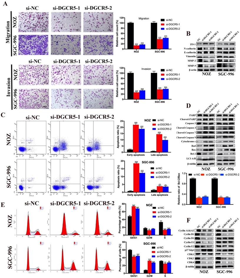 J Cancer Image