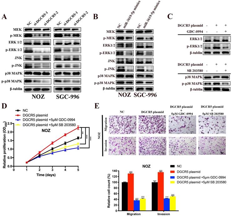 J Cancer Image