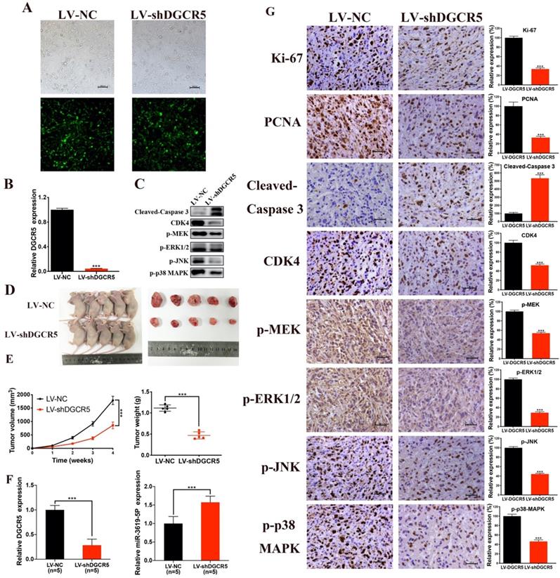 J Cancer Image