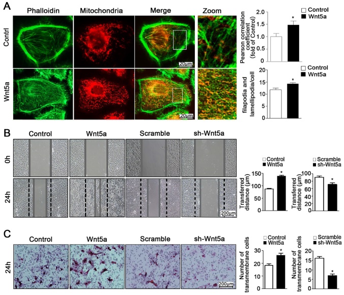 J Cancer Image