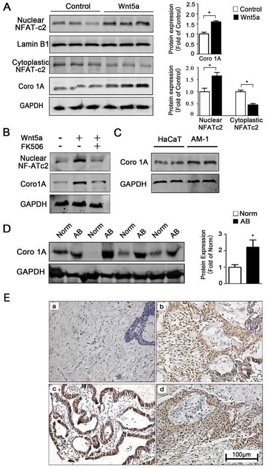 J Cancer Image