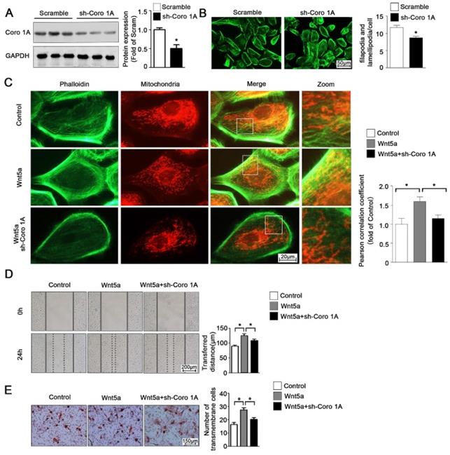 J Cancer Image