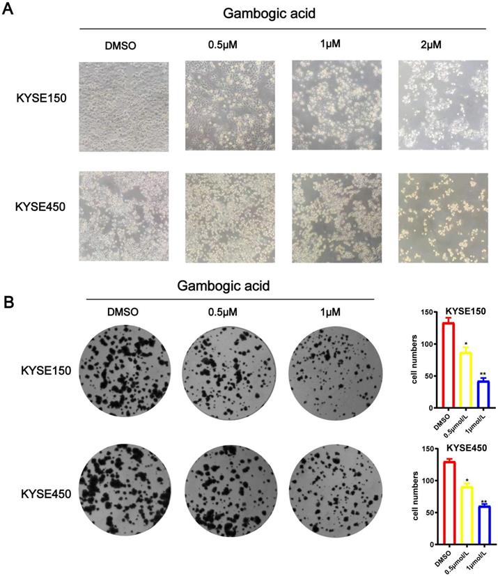 J Cancer Image