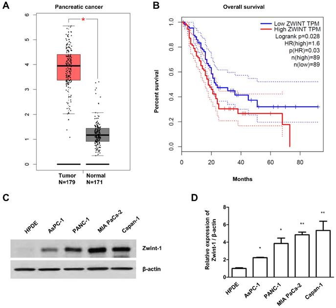 J Cancer Image