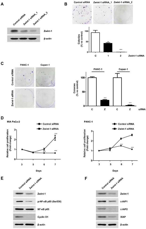 J Cancer Image