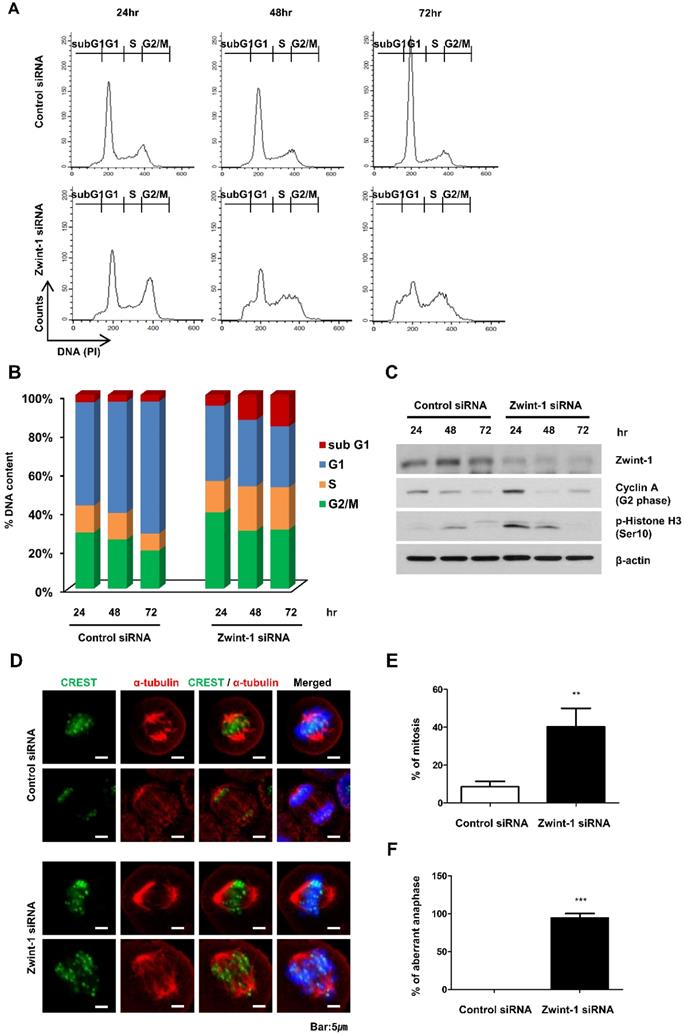 J Cancer Image