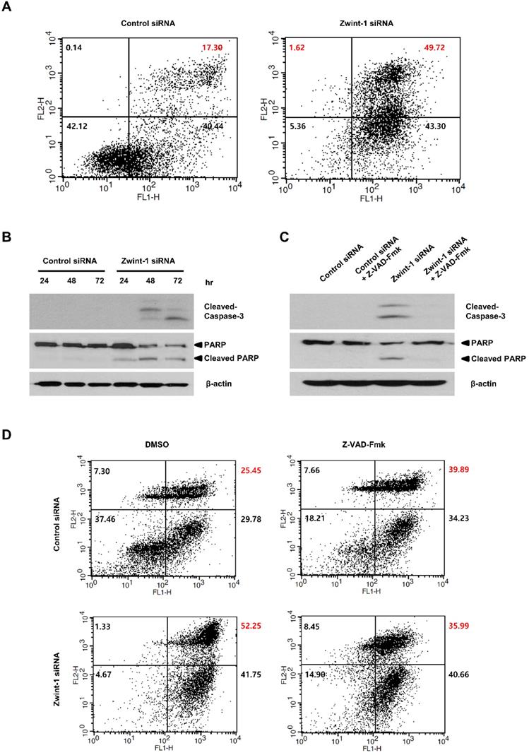 J Cancer Image