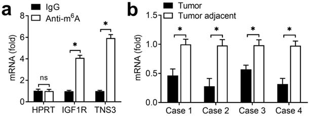 J Cancer Image