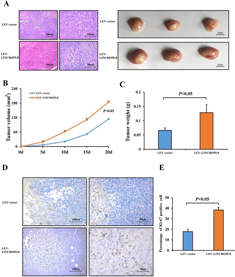 J Cancer Image