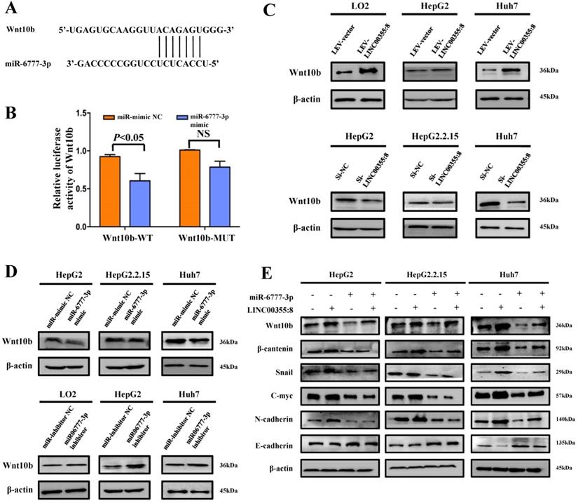 J Cancer Image