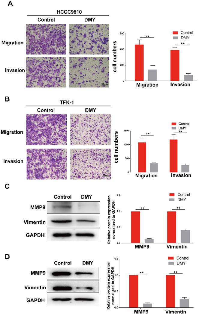 J Cancer Image