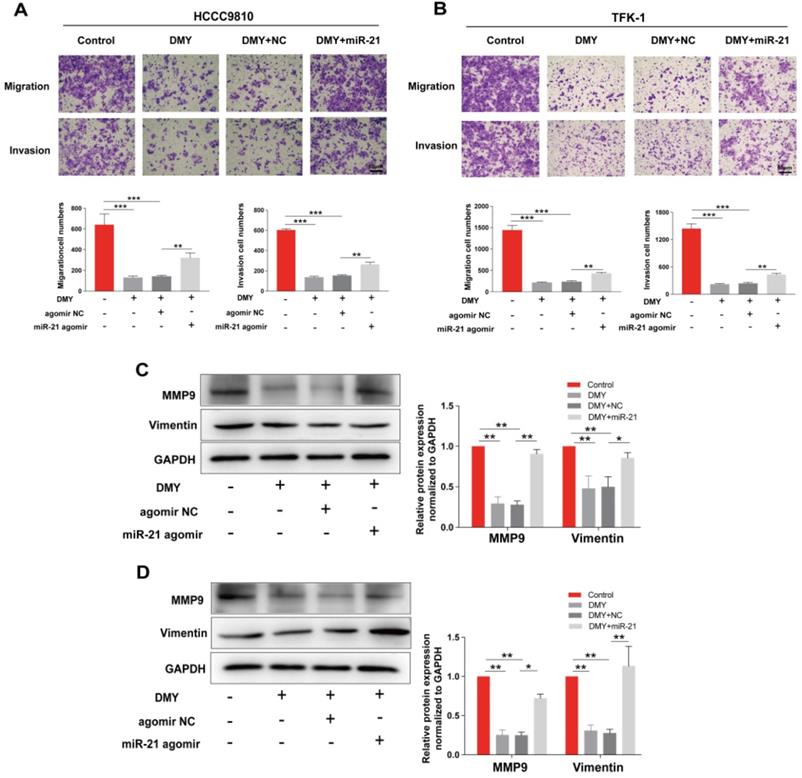 J Cancer Image