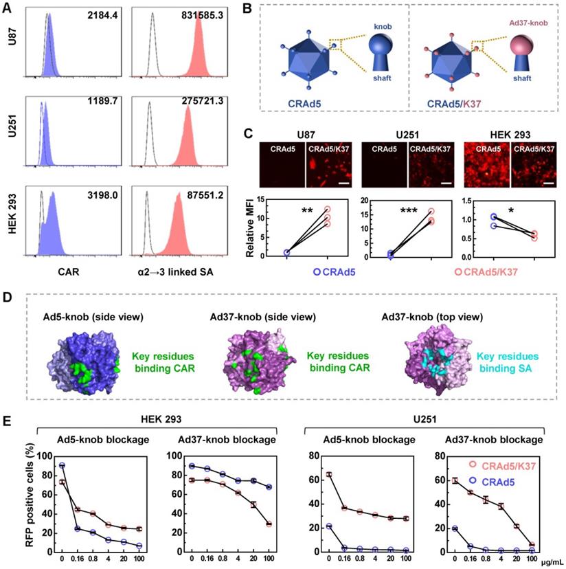 J Cancer Image