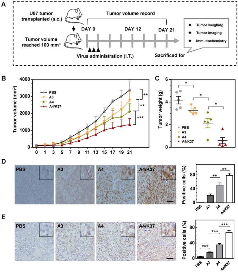 J Cancer Image