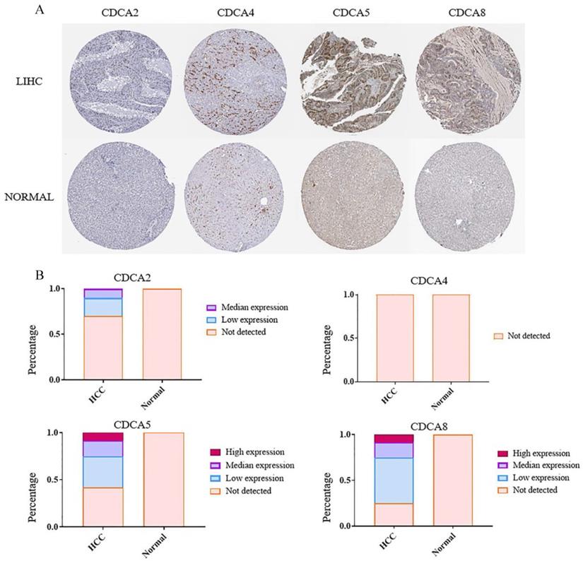 J Cancer Image