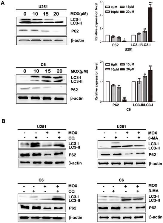 J Cancer Image