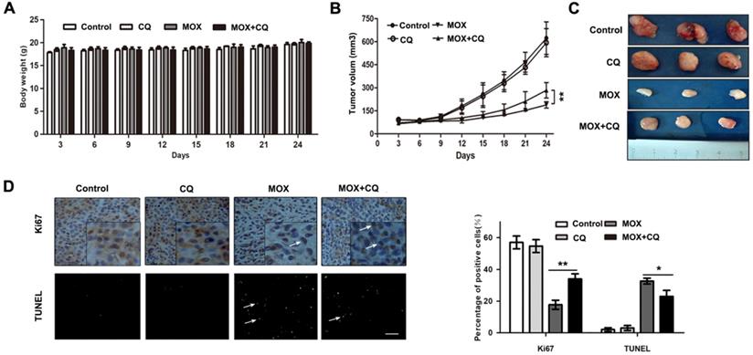 J Cancer Image