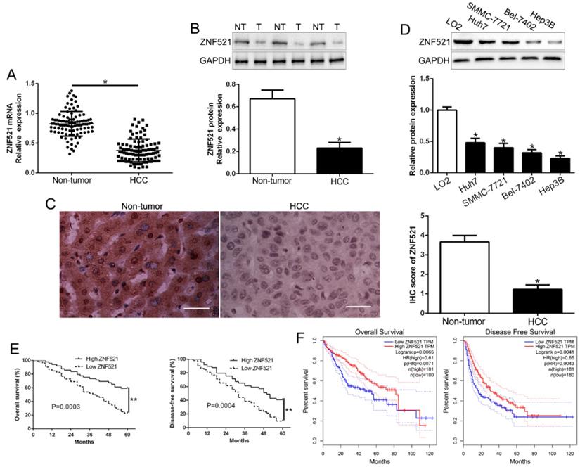 J Cancer Image