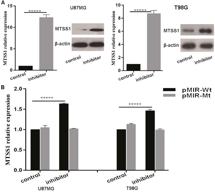 J Cancer Image