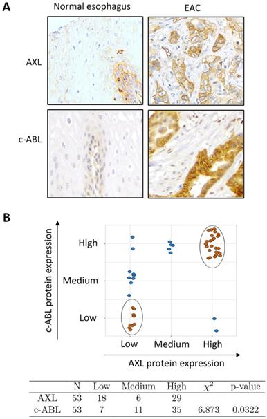 J Cancer Image