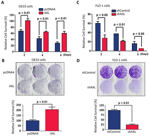 J Cancer Image