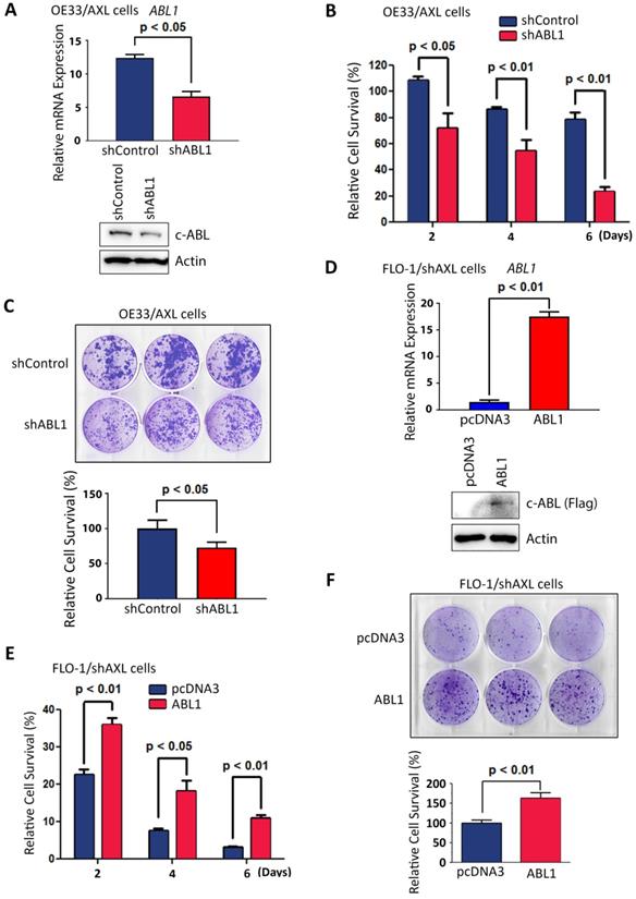 J Cancer Image