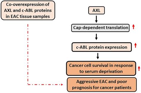 J Cancer Image