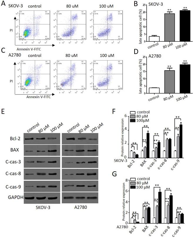 J Cancer Image