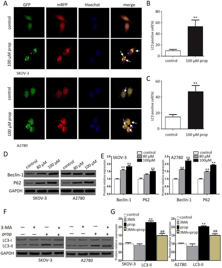 J Cancer Image