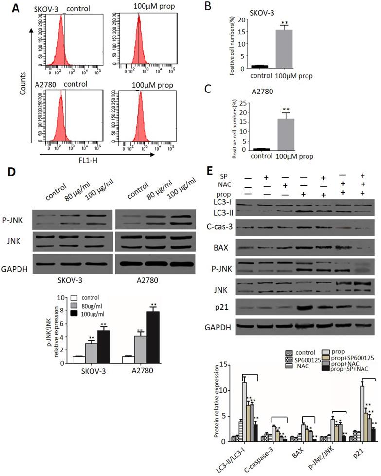 J Cancer Image