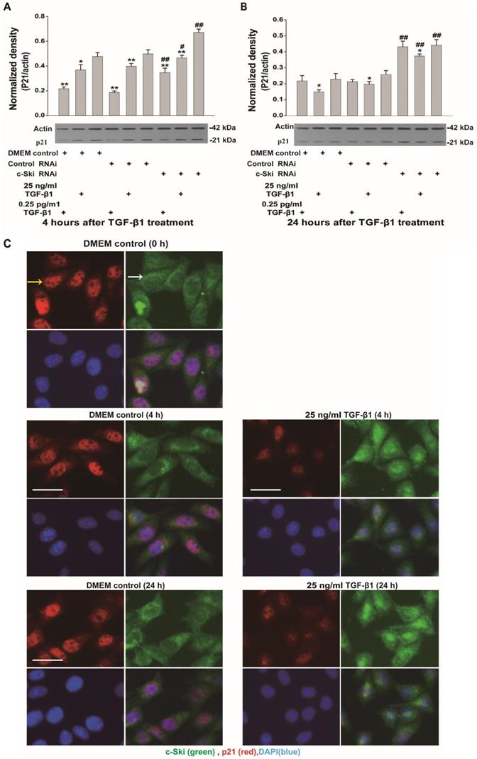 J Cancer Image