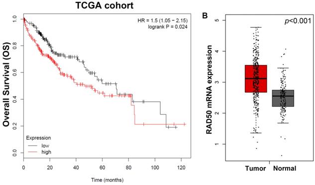 J Cancer Image