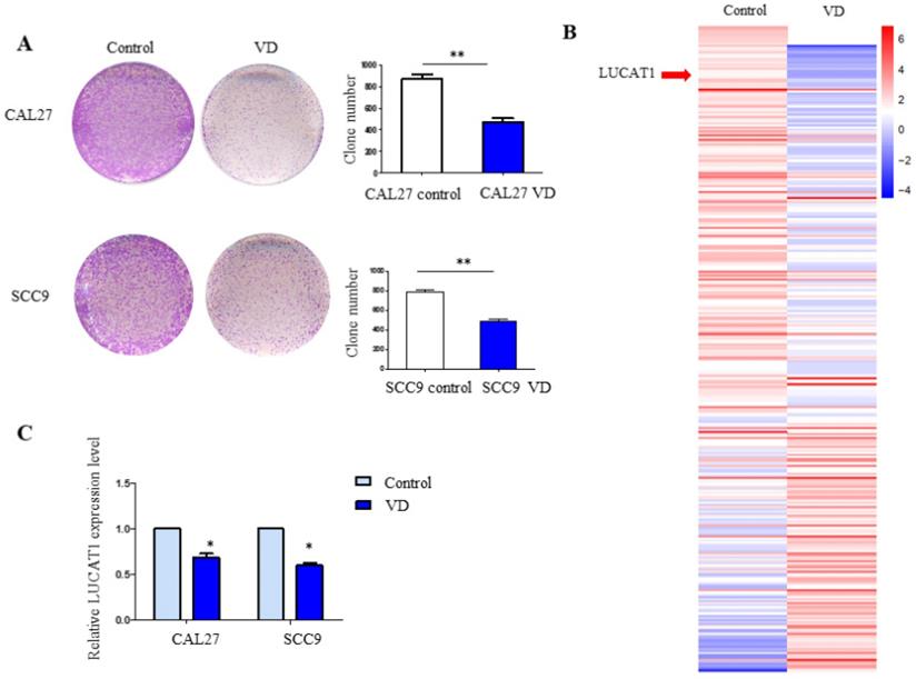 J Cancer Image