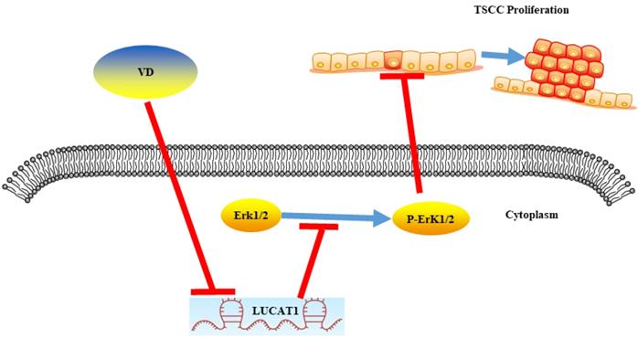 J Cancer Image