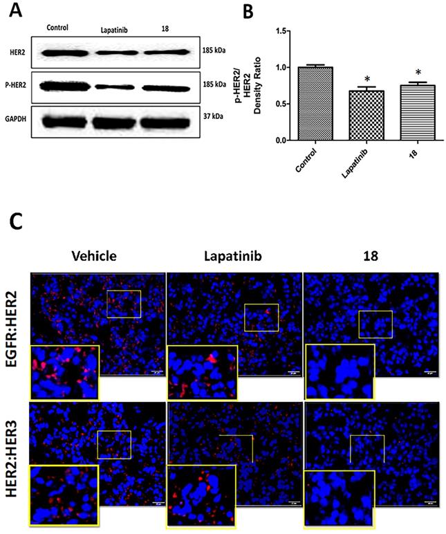 J Cancer Image