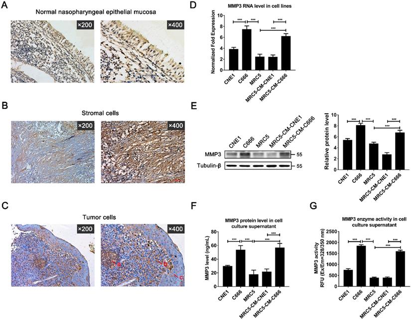 J Cancer Image