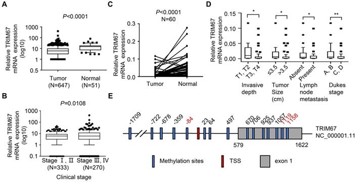 J Cancer Image