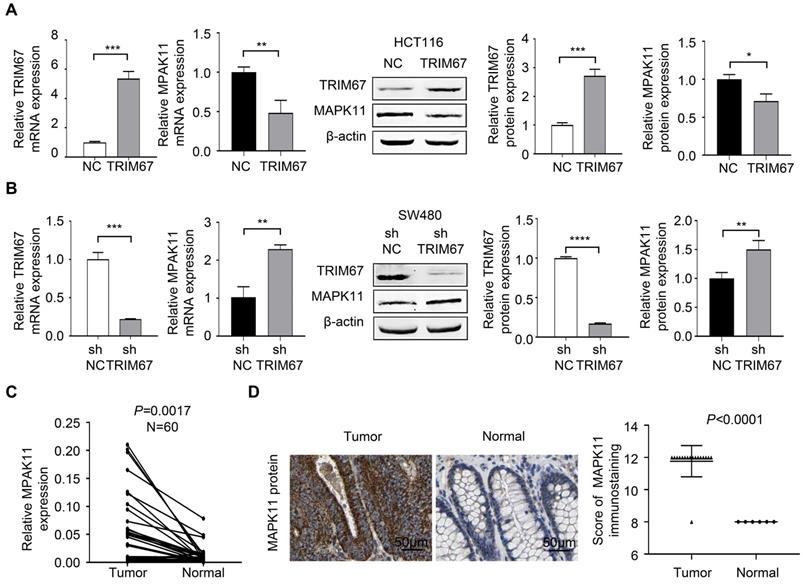 J Cancer Image